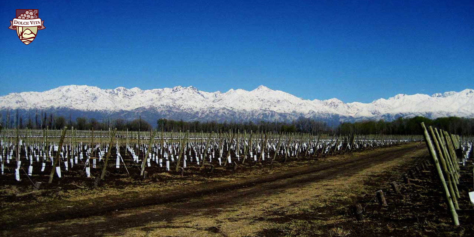 VDV Vineyards