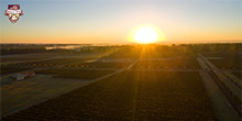 VDV Vineyards