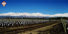 VDV Vineyards